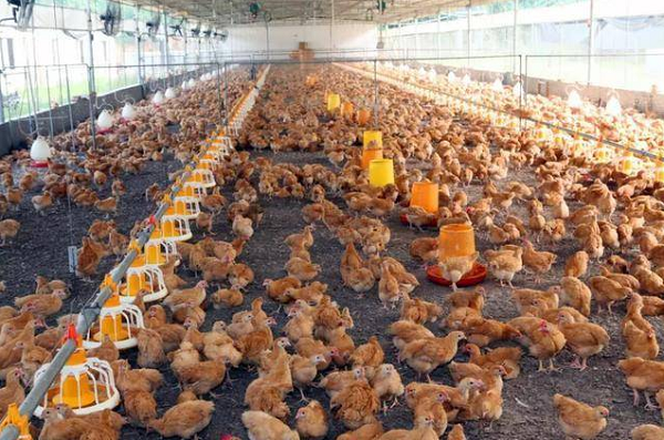 養(yǎng)殖場(chǎng)取暖運(yùn)用蒸汽模塊爐！